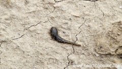 女人梦见蚂蝗咬自己是什么意思 女人梦见蚂蝗咬自己有什么预兆