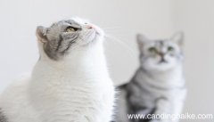 女人梦见两只猫是什么意思 女人梦见两只猫有什么预兆