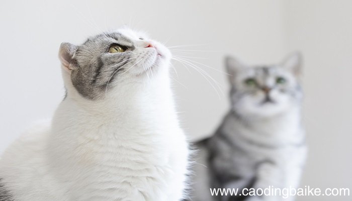 女人梦见两只猫是什么意思 女人梦见两只猫有什么预兆