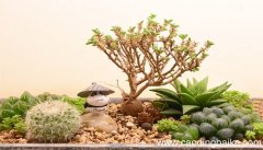 女人梦到多肉植物是什么意思 女人梦到多肉植物有什么预兆