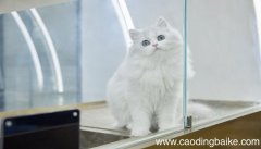 女人梦见被猫追着跑是什么意思 女人梦见被猫追着跑有什么预兆