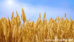 女人梦见粮食堆成山是什么意思 女人梦见粮食堆成山有什么预兆