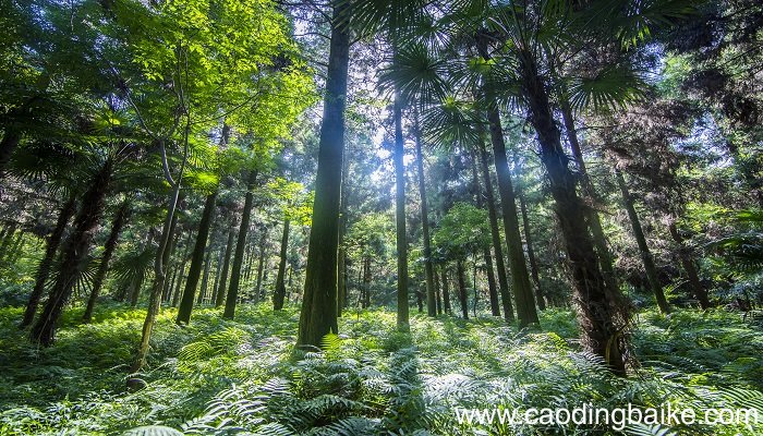 女人梦见上山砍柴是什么意思 女人梦见上山砍柴有什么预兆