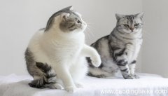 女人梦到猫是什么意思 女人梦到猫有什么预兆