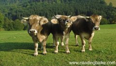 女人梦见黄牛是什么意思 女人梦见黄有什么预兆