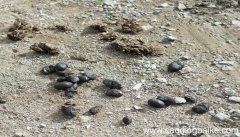 女人梦见满地的大便是什么意思 女人梦见满地的大便有什么预兆