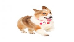 女人梦见狗什么意思 女人梦见狗什么预兆