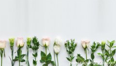 女人梦见盆花花开了是什么意思 女人梦见盆花花开了有什么预兆
