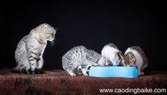 女人梦见猫进家里是什么意思 女人梦见猫进家里有什么预兆