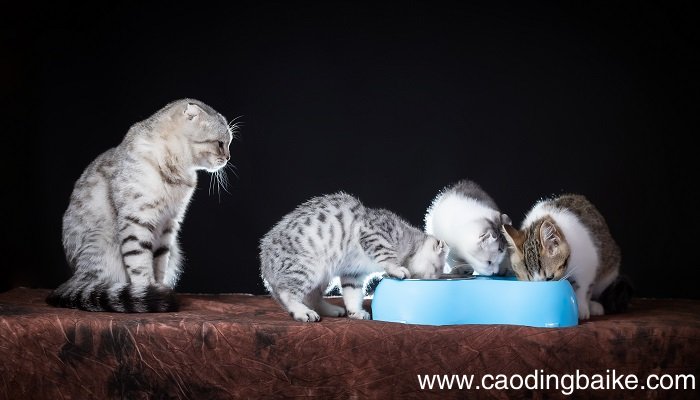 女人梦见猫进家里是什么意思 女人梦见猫进家里有什么预兆