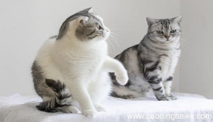 女人梦见猫进家里是什么意思 女人梦见猫进家里有什么预兆