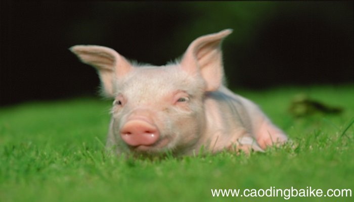 女人梦见小猪仔什么意思 女人梦见小猪仔什么预兆