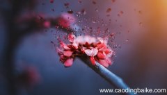 女人梦见紫色的花是什么意思 女人梦见紫色的花有什么预兆