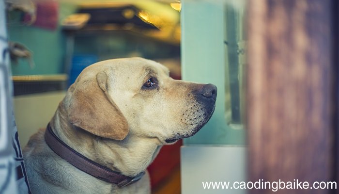 晚上梦见狗咬是什么意思 晚上梦见狗咬有什么预兆