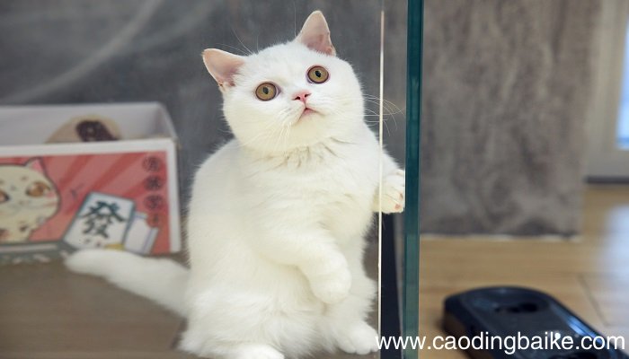 女人梦见自己养猫是什么意思 女人梦见自己养猫有什么预兆