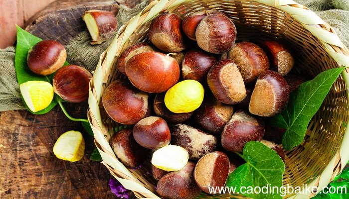 女人梦见自己捡生栗子是什么意思 女人梦见自己捡生栗子有什么预兆