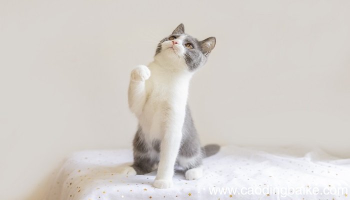 孕妇梦到黑猫什么意思 孕妇梦到黑猫什么预兆