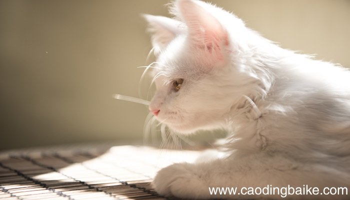 孕妇梦到黑猫什么意思 孕妇梦到黑猫什么预兆