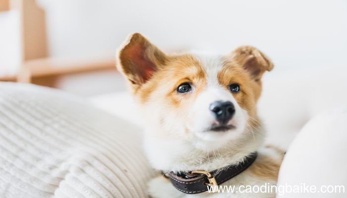 孕妇梦到黄狗有什么意思 孕妇梦到黄狗有什么预兆