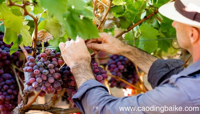 孕妇梦见一串串紫葡萄是什么意思 孕妇梦见一串串紫葡萄有什么预兆