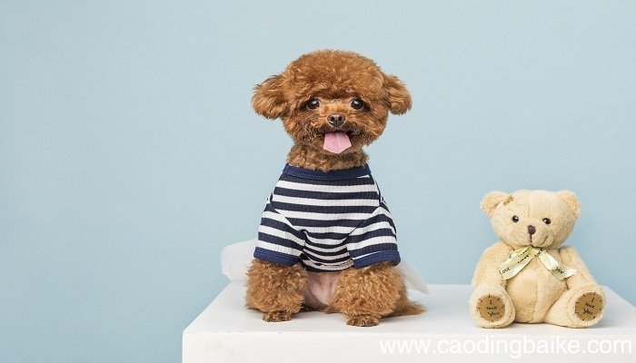 做梦被狗咬伤什么意思 做梦被狗咬伤什么预兆