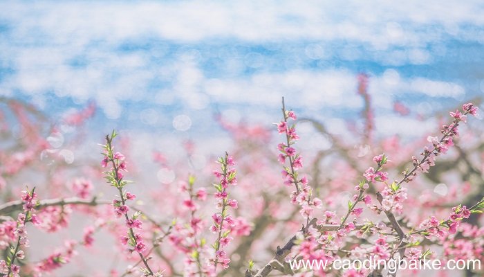 孕妇梦见桃花是什么意思 孕妇梦见桃花有什么预兆