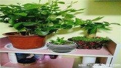 发财树的摆放风水