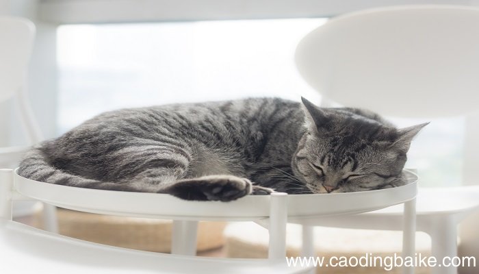 做梦梦到猫和我亲近什么意思 做梦梦到猫和我亲近什么预兆