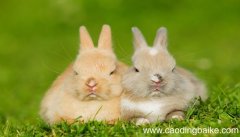 孕妇梦见兔子是什么意思 孕妇梦见兔子有什么预兆