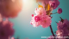 孕妇梦见桃花生了儿子是什么意思 孕妇梦见桃花生了儿子有什么