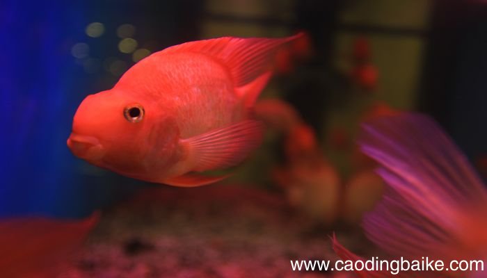 梦见放生是什么意思 梦见放生有什么预兆