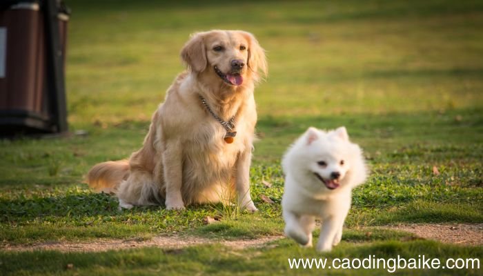 梦见尾巴是什么意思 梦见尾巴有什么预兆