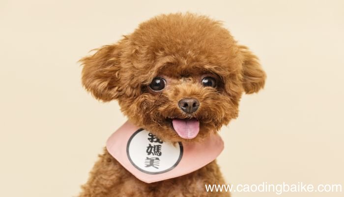 梦见叫唤什么意思 梦见叫唤什么预兆