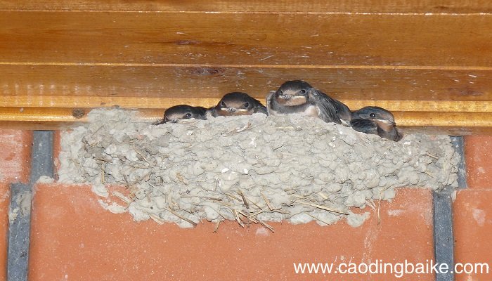 梦见筑巢是什么意思 梦见筑巢有什么预兆