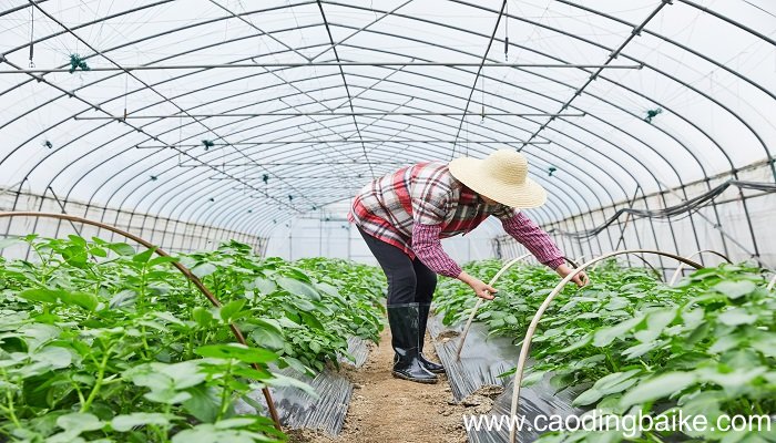 梦见温室是什么意思 梦见温室有什么预兆