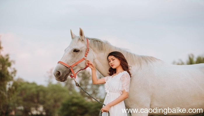 梦见白马长角是什么意思 梦见白马长角有什么预兆