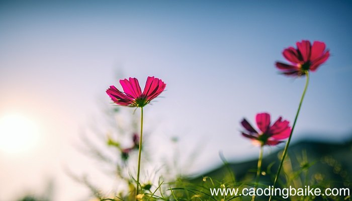 梦见太阳光是什么意思 梦见太阳光有什么预兆