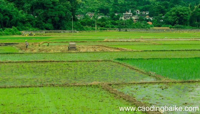 梦见原野是什么意思 梦见原野是什么预兆
