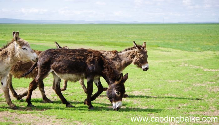 梦见驴咬人是什么意思 梦见驴咬人是有什么预兆