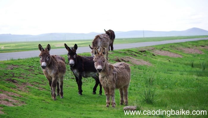 梦见驴咬人是什么意思 梦见驴咬人是有什么预兆