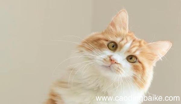 梦见猫咬自己是什么意思 梦见猫咬自己是什么预兆