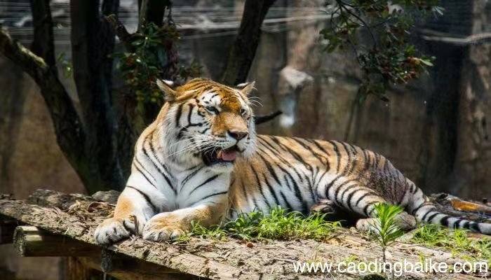 梦见打老虎是什么意思 梦见打老虎是什么预兆