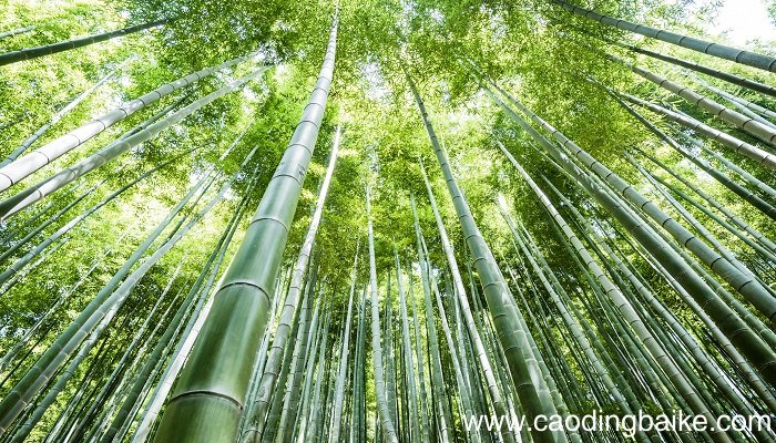 梦见砍击 砍竹是什么意思 梦见砍击 砍竹是什么预兆