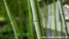 梦见砍击 砍竹是什么意思 梦见砍击 砍竹是什么预兆