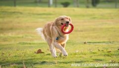 梦见喂狗是什么意思 梦见喂狗是什么预兆