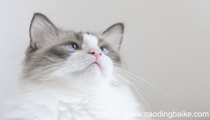 梦见猫挠是什么意思 梦见猫挠是什么预兆