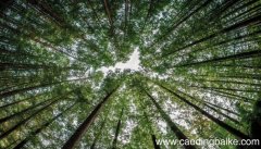 梦见爬参天大树是什么意思 梦见爬参天大树是什么预兆