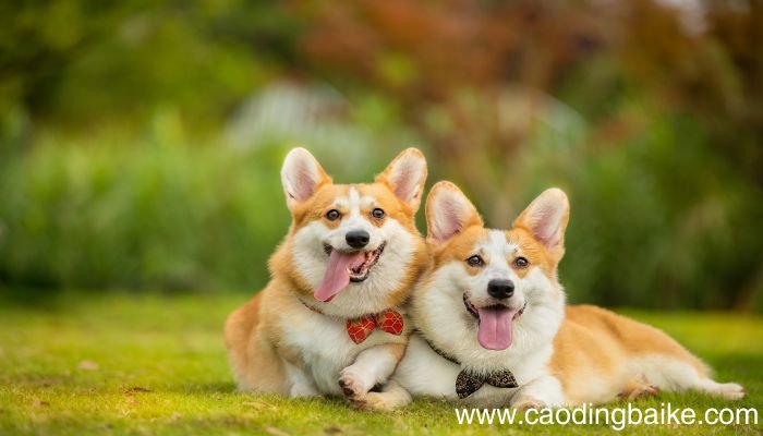 梦见被狗追是什么意思 梦见被狗追有什么预兆