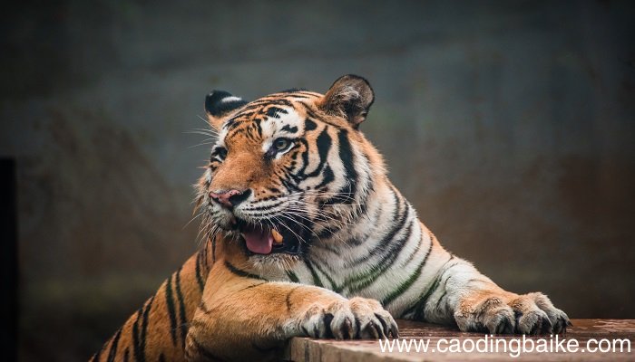 梦见老虎追我是什么意思 梦见老虎追我有什么预兆