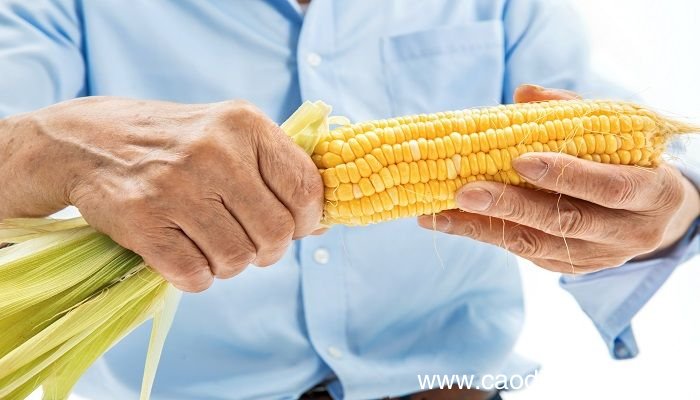 梦见吃玉米是什么意思 梦见吃玉米有什么预兆